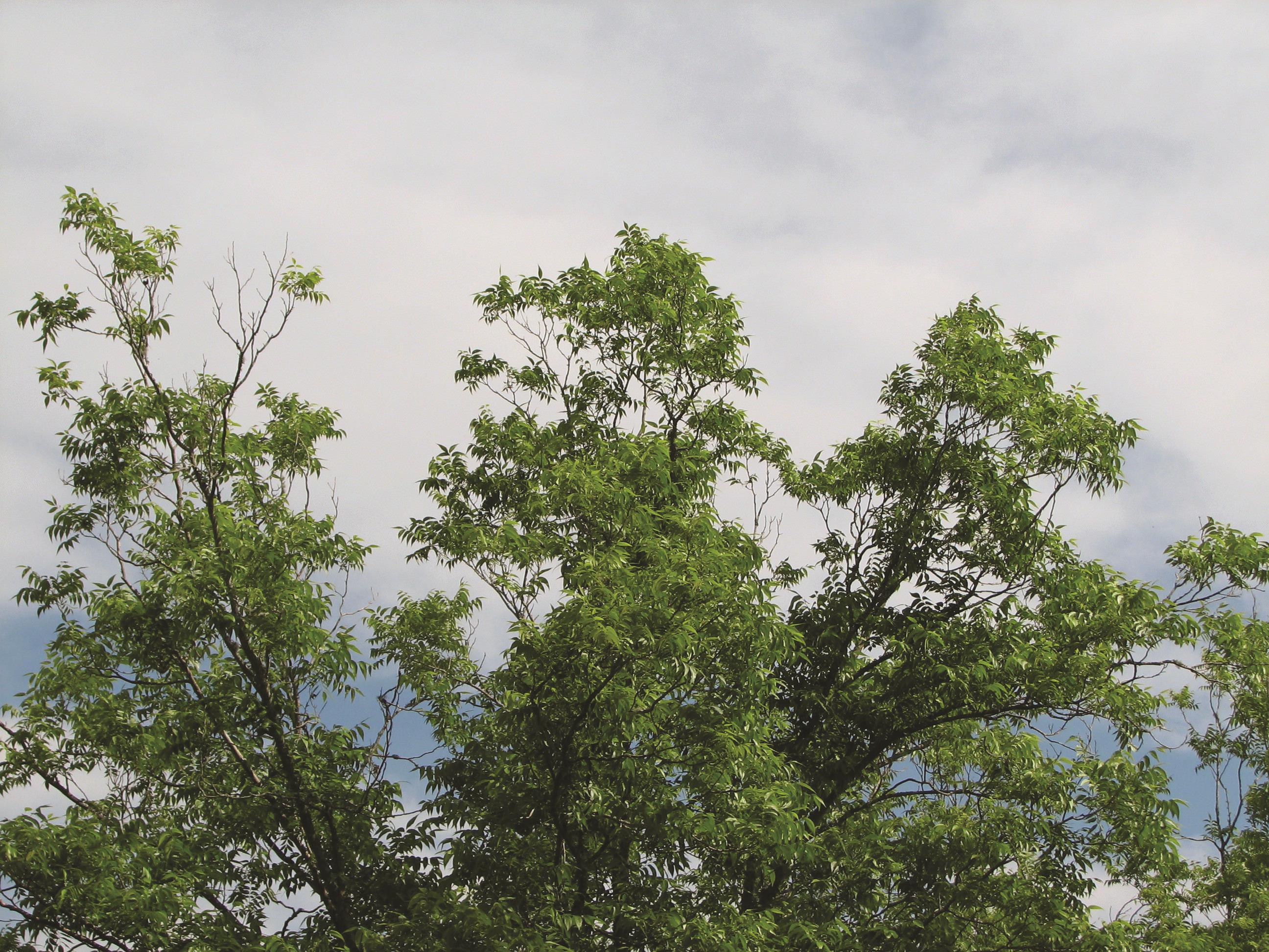 Zinc Limb Dieback